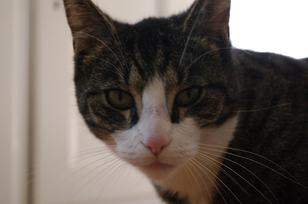 Blanding af racer Sovefisen billede 7