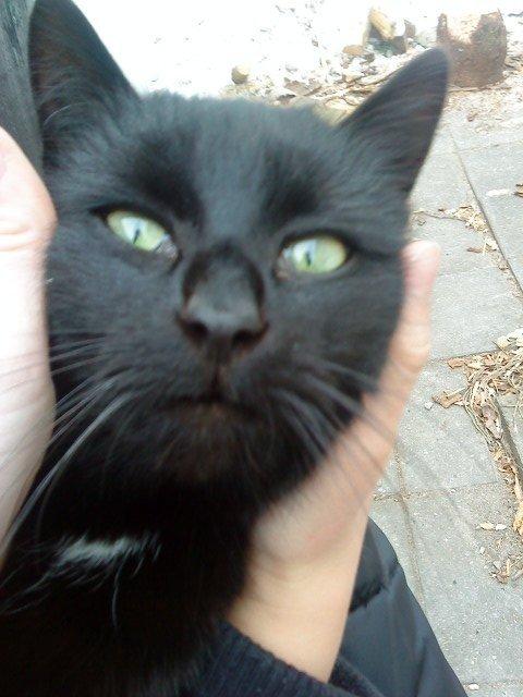 Blanding af racer Børge <3 billede 6