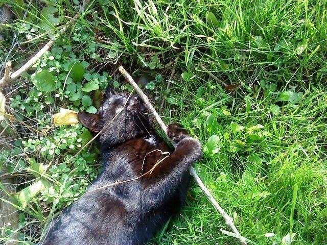 Blanding af racer Børge <3 billede 8