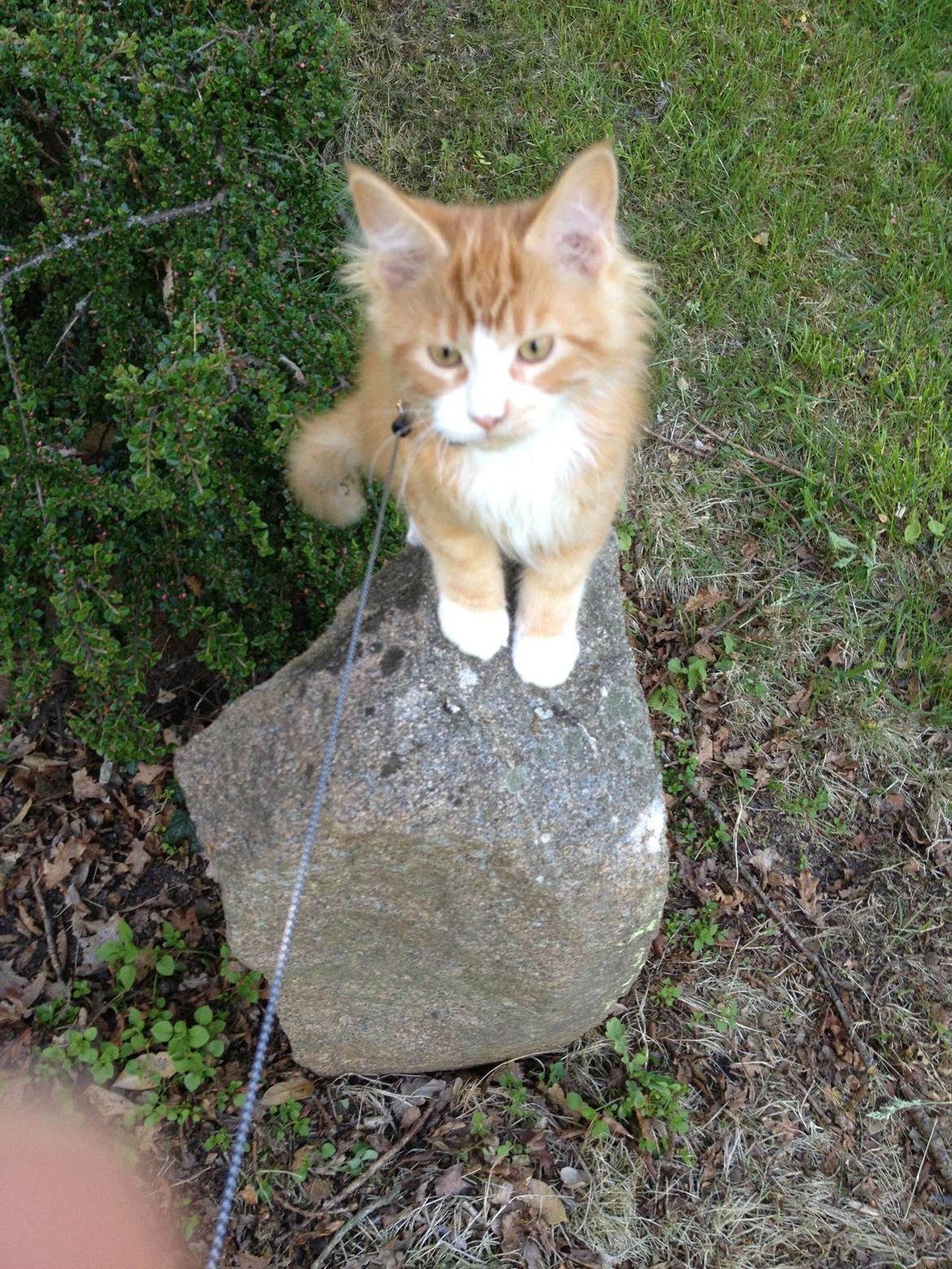 Maine Coon Basse billede 2