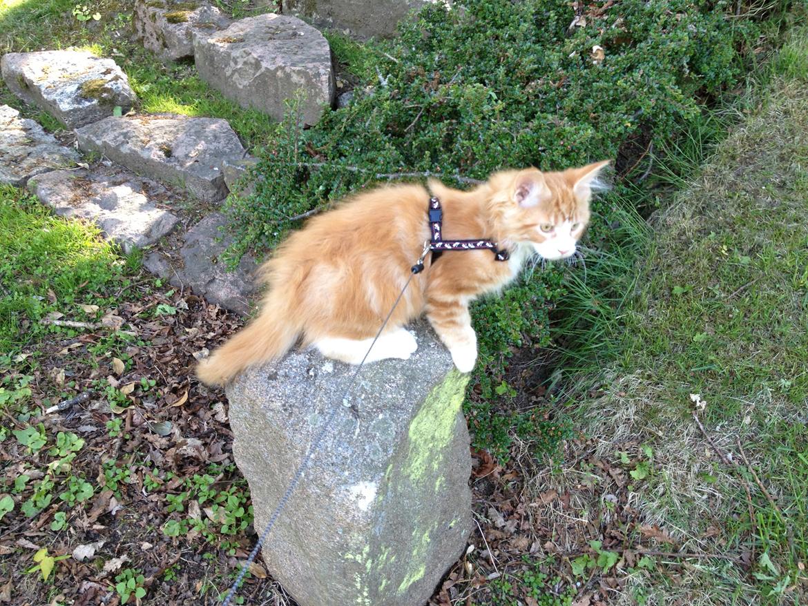 Maine Coon Basse billede 3