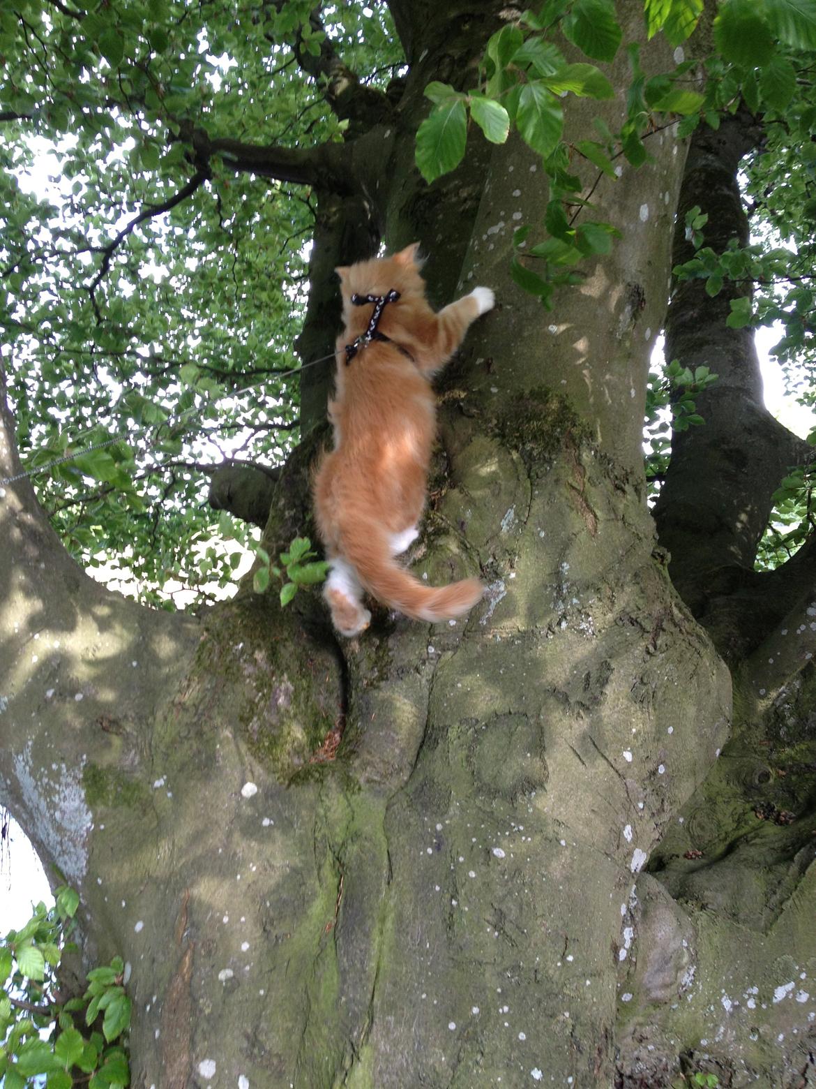 Maine Coon Basse billede 5