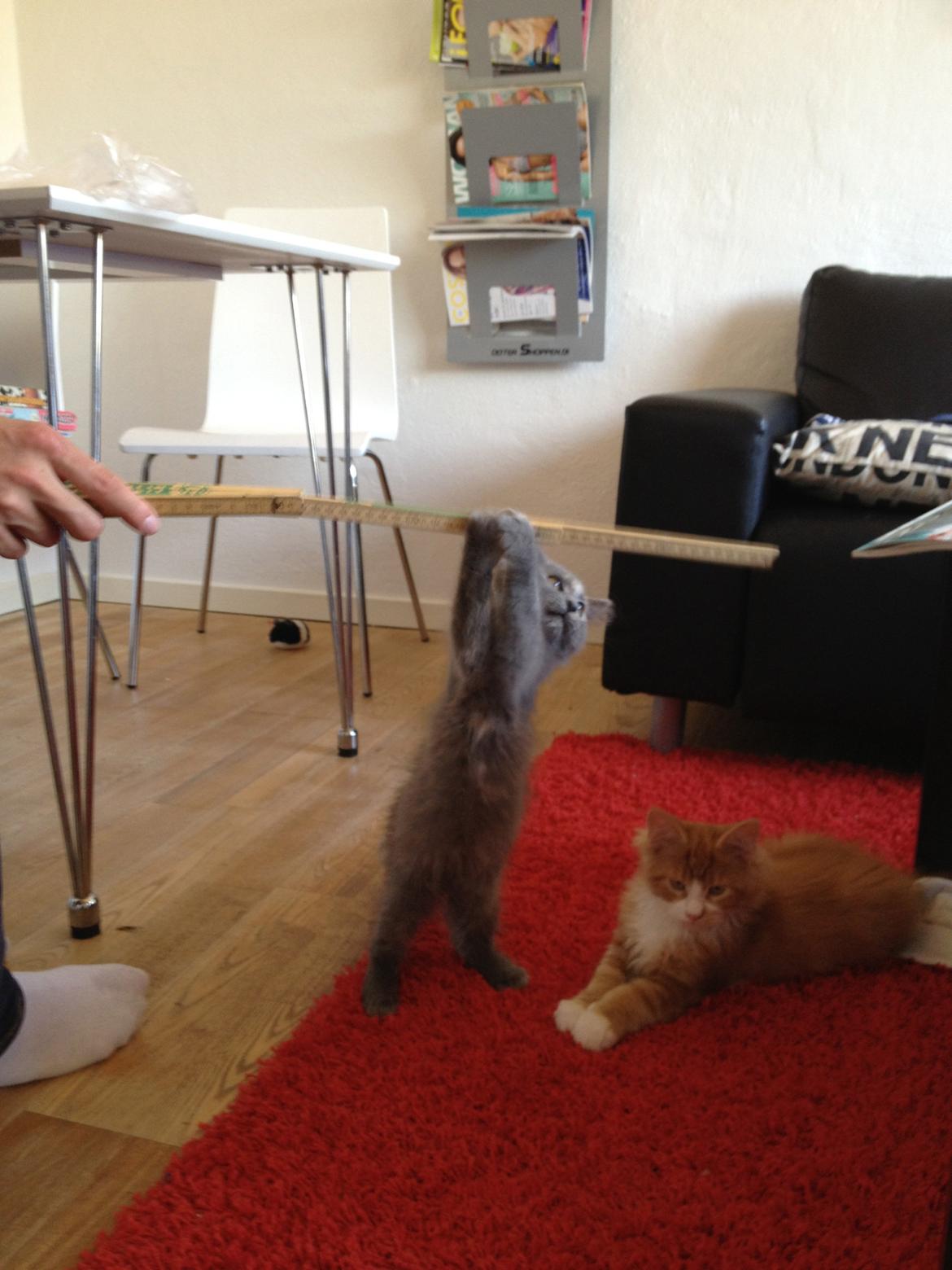 Maine Coon Mille billede 13