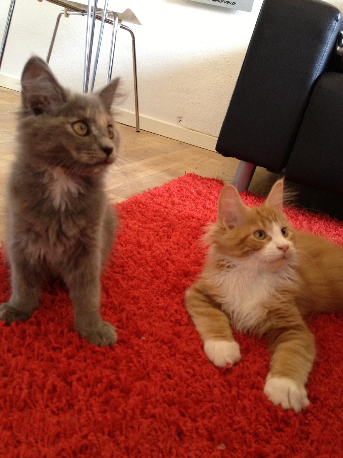 Maine Coon Mille billede 7