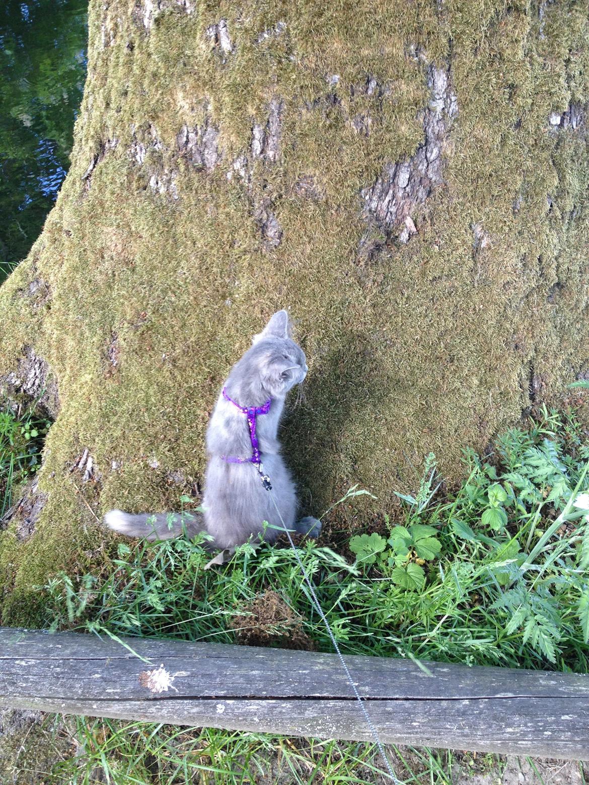 Maine Coon Mille billede 4