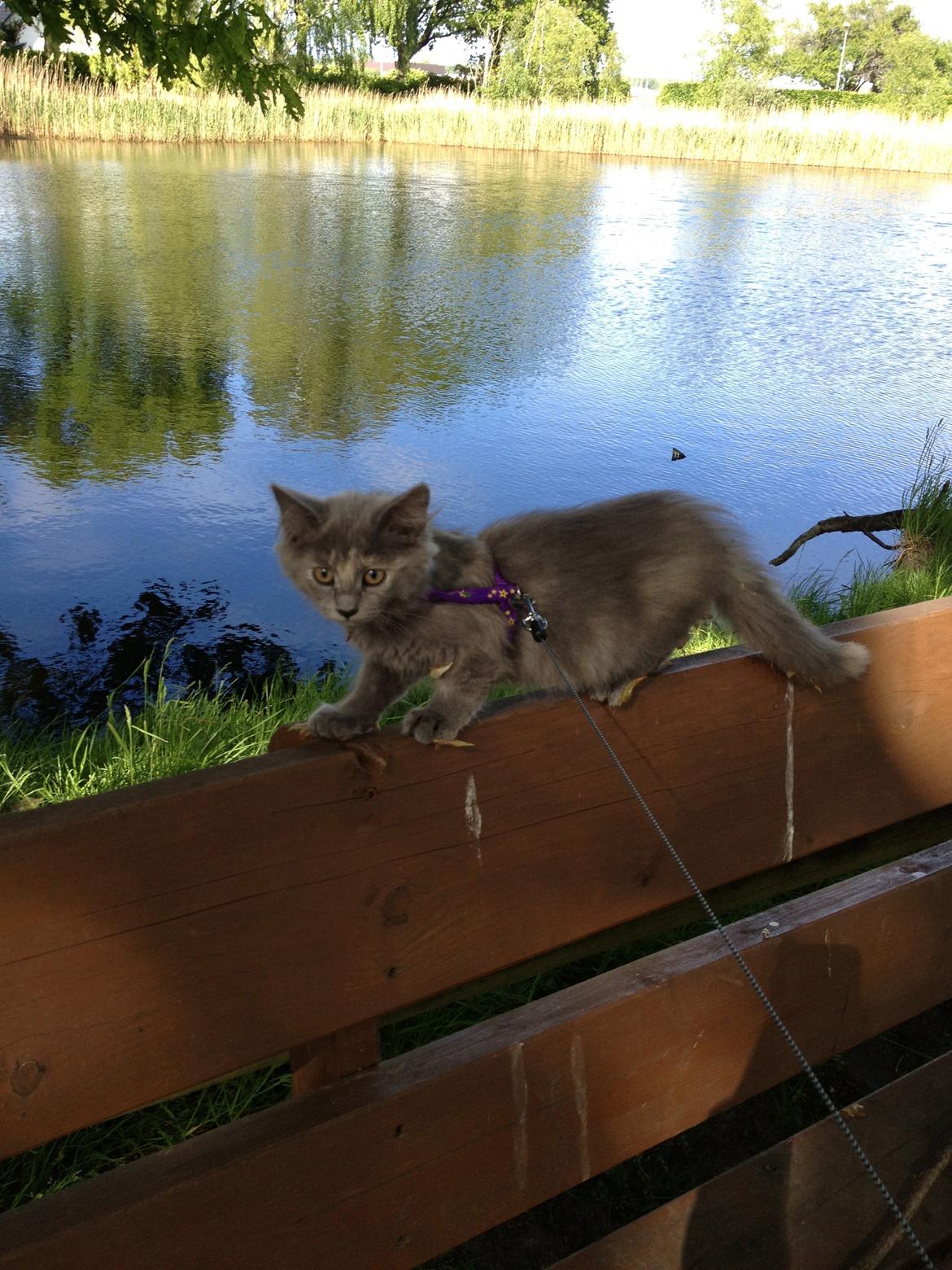 Maine Coon Mille billede 3