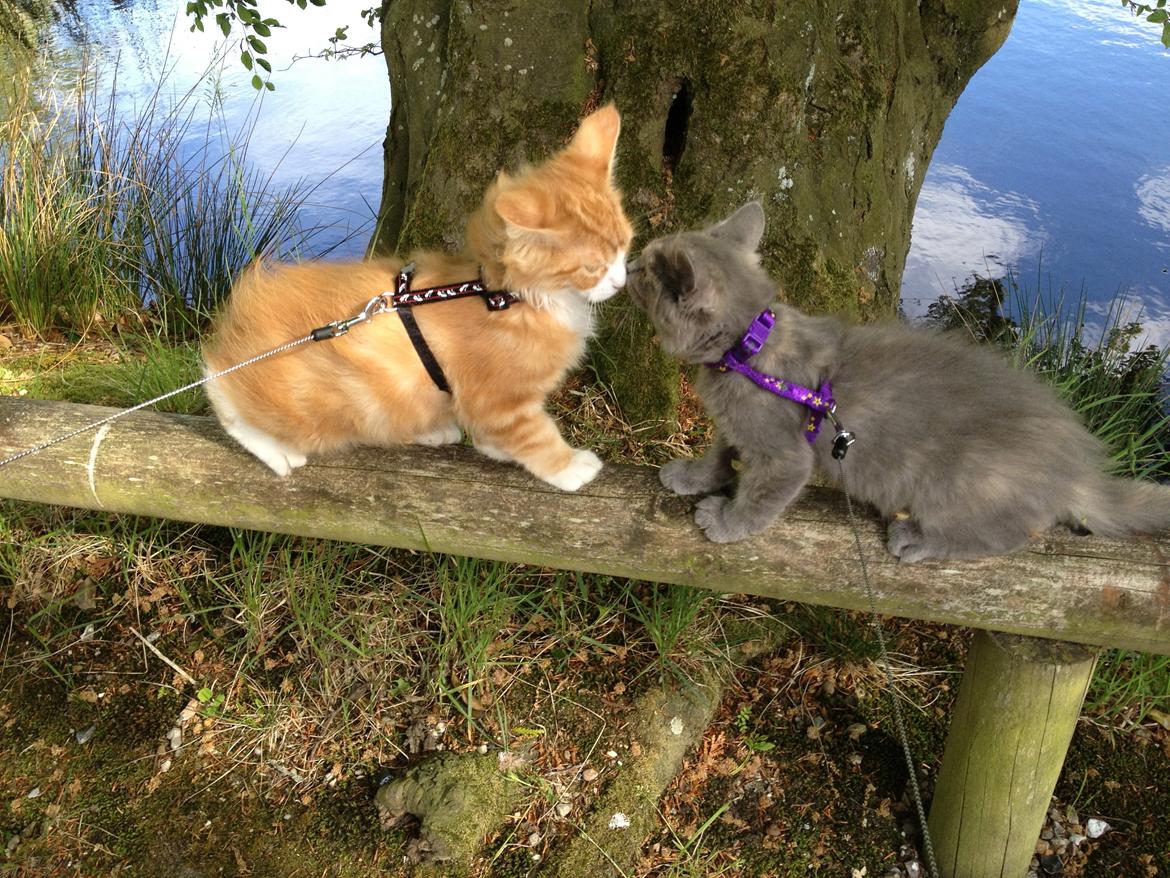 Maine Coon Mille billede 5