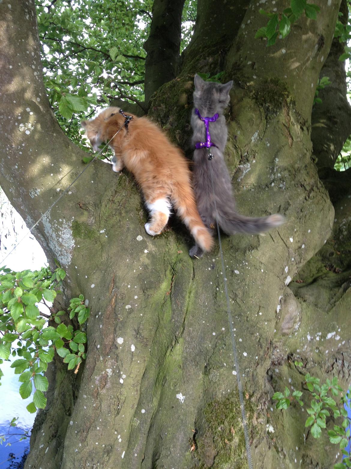 Maine Coon Mille billede 6