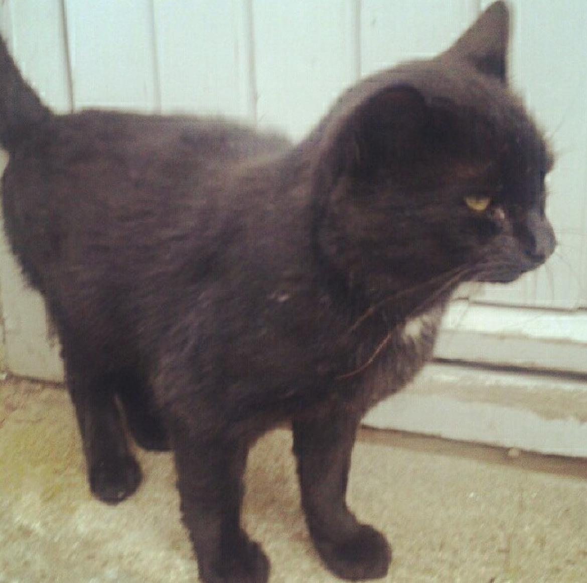 Blanding af racer Børge <3 billede 10