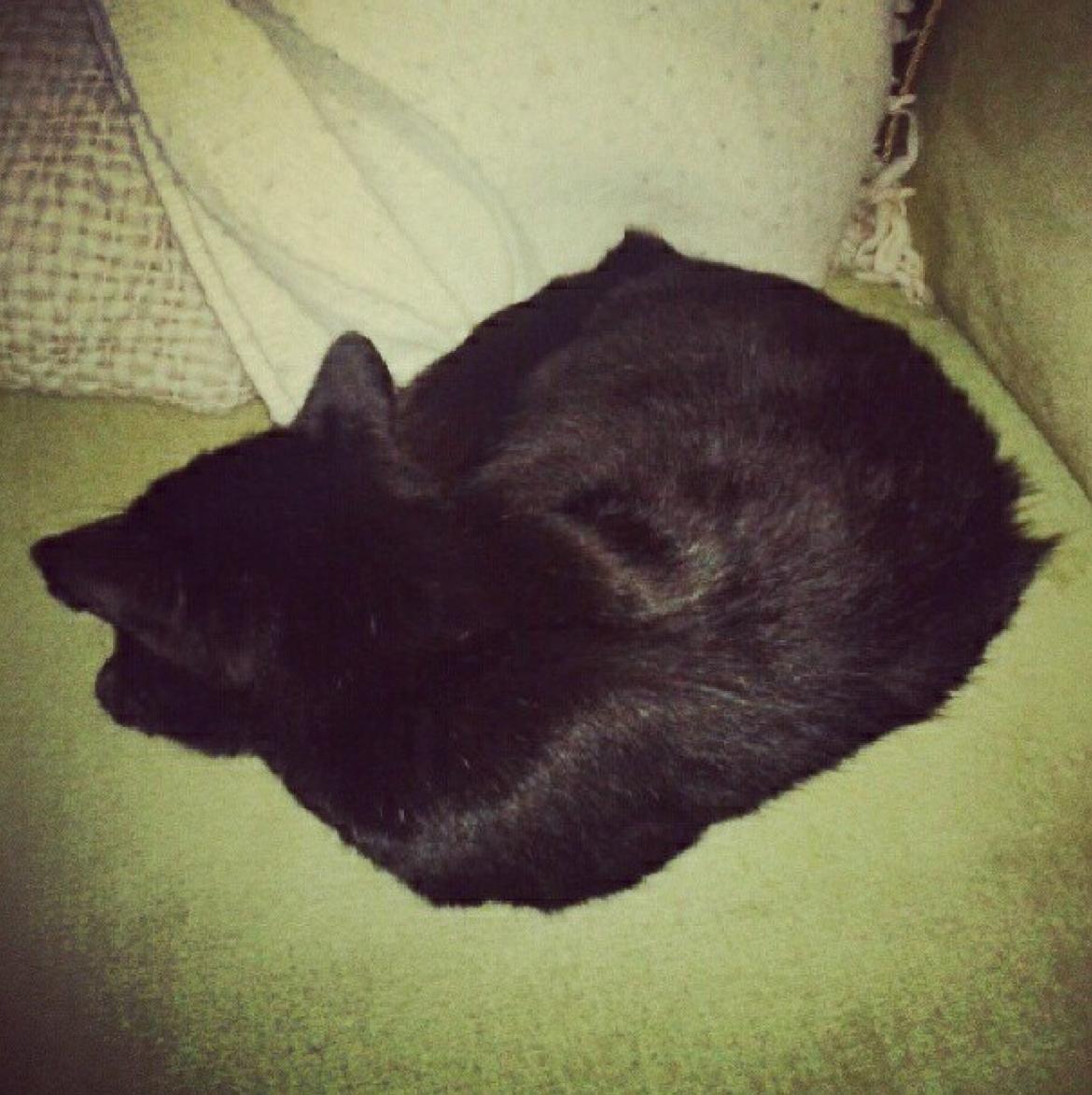 Blanding af racer Børge <3 billede 12