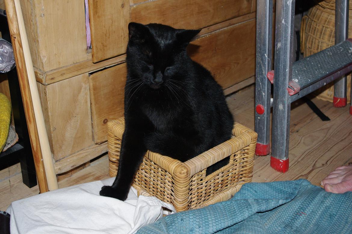 Blanding af racer Ib - Hvad? Jeg kan da sagtens være her! billede 4