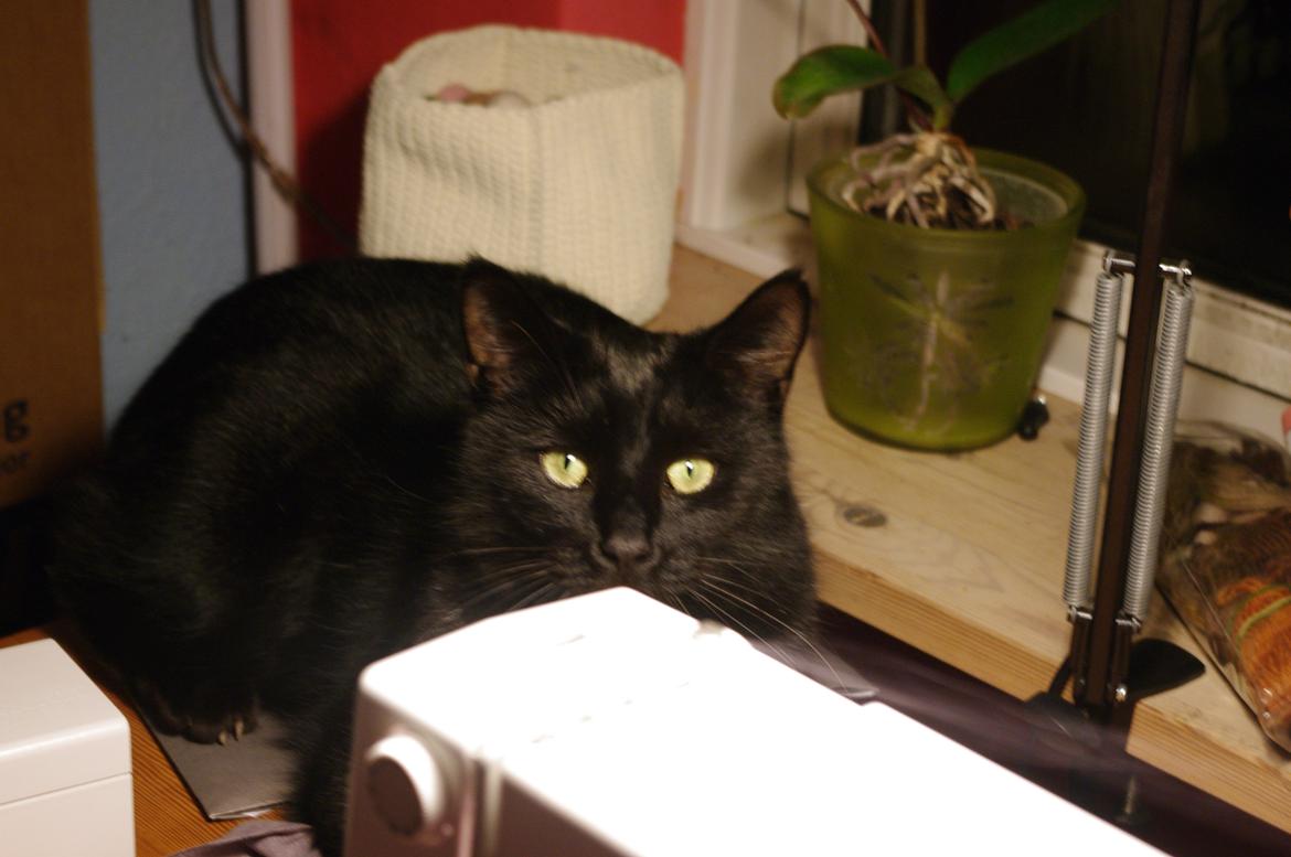 Blanding af racer Ib - Nej, du skal give mig mad, ikke sy! billede 5