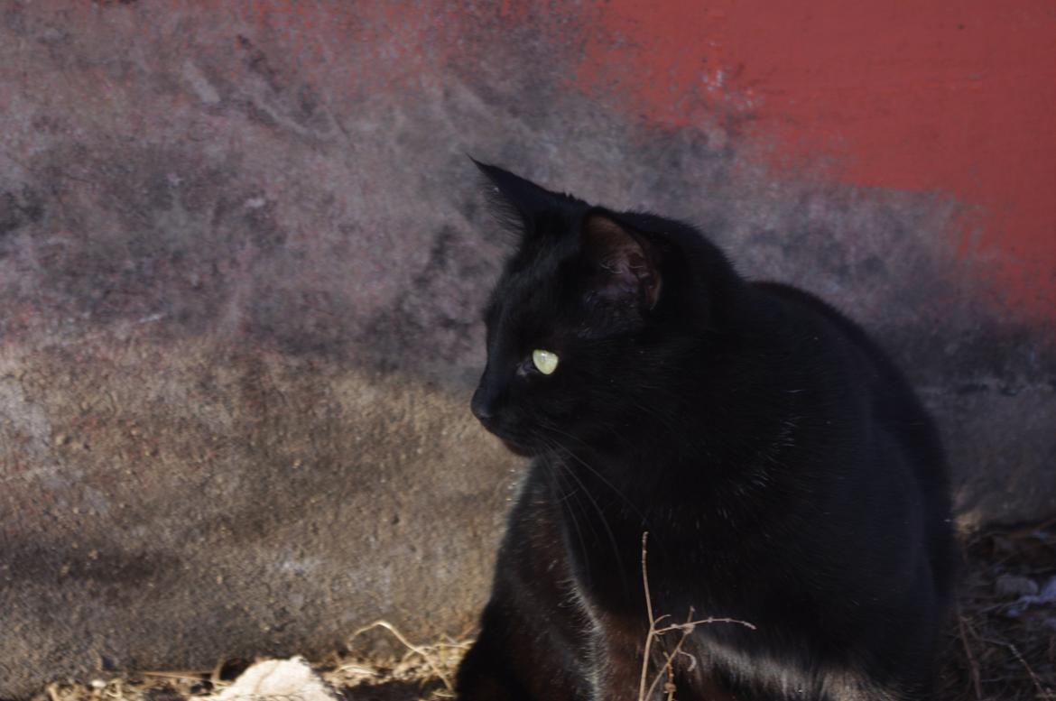 Blanding af racer Ib billede 6