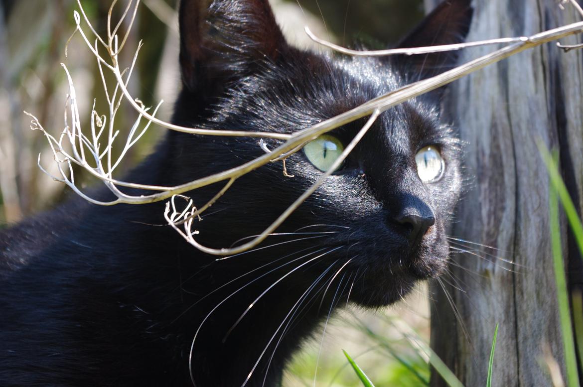 Blanding af racer Ib billede 8