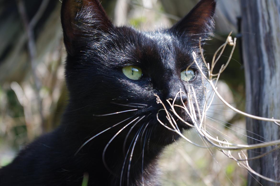 Blanding af racer Ib billede 9