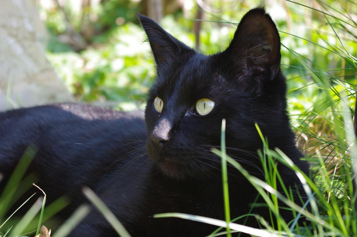 Blanding af racer Ib billede 1