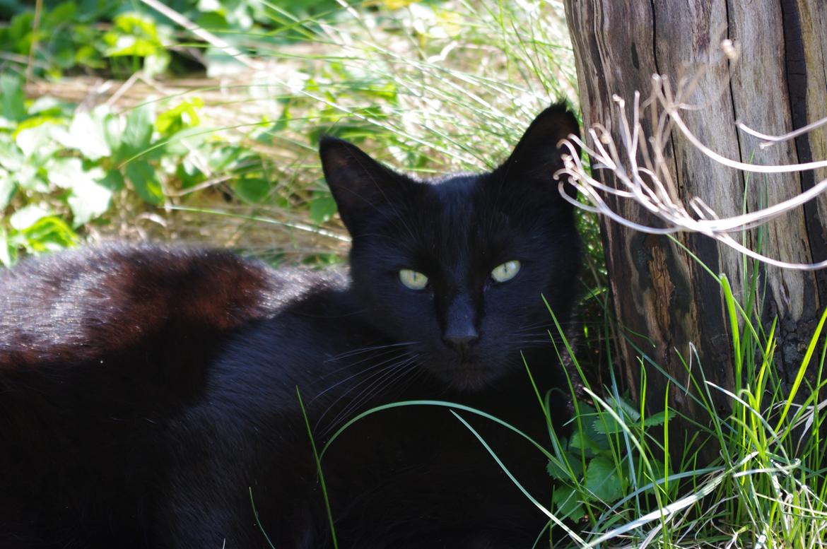 Blanding af racer Ib - Mine mennesker kalder mig både "Det Sorte Lyn" og "Fedbollen". Det passer meget godt, jeg er hurtig til at lægge mig ned og flade ud. billede 10
