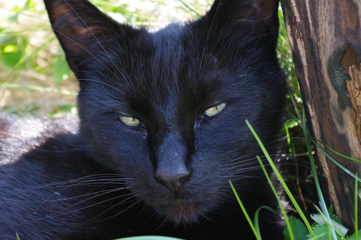 Blanding af racer Ib billede 11