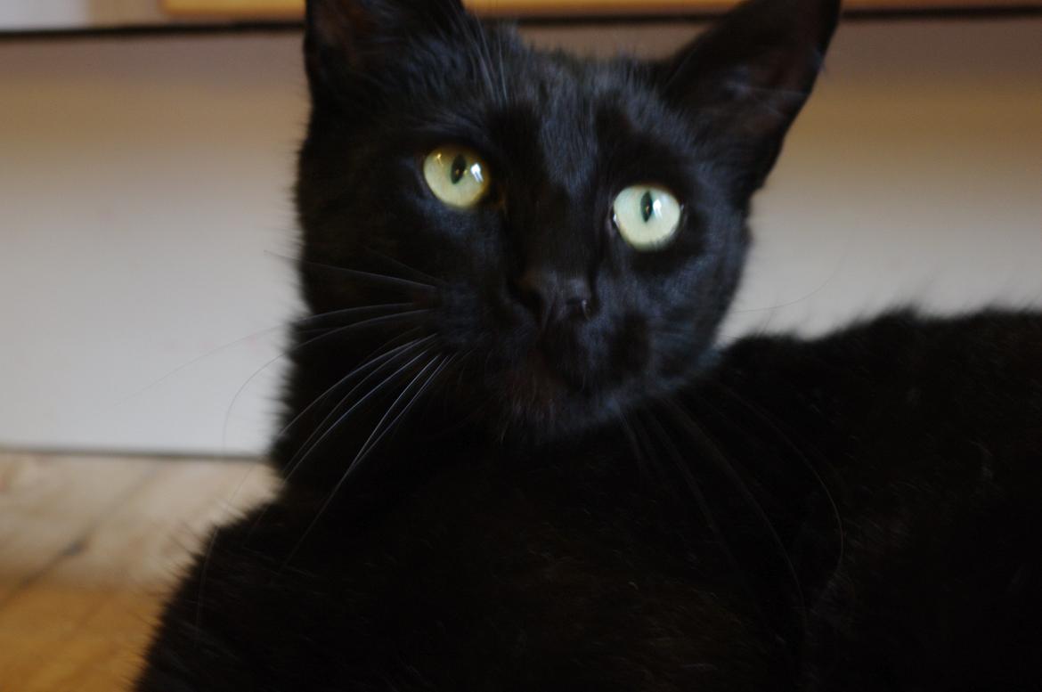 Blanding af racer Ib billede 12