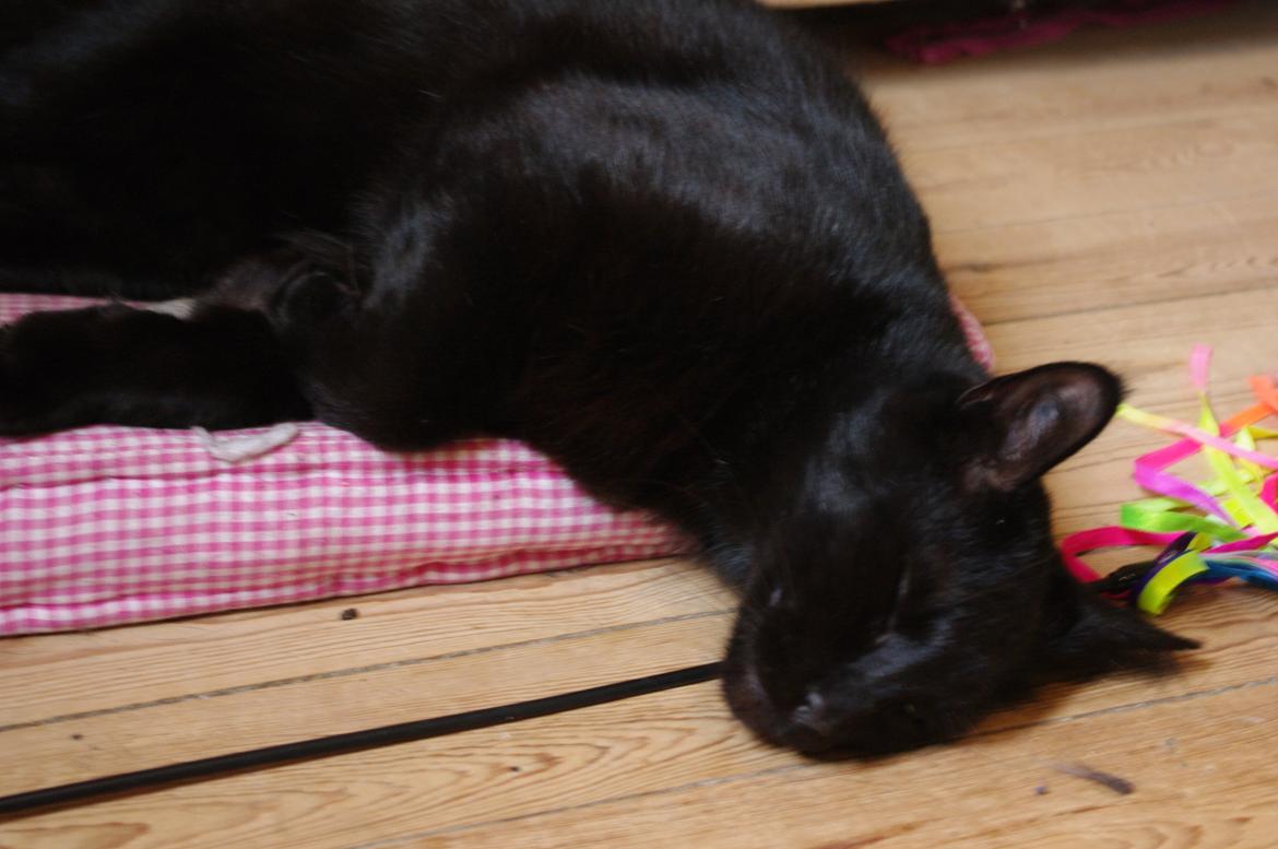 Blanding af racer Ib - Sikrer mig lige at der ikke er nogen der forstyrrer min søvn med den her dims... billede 3