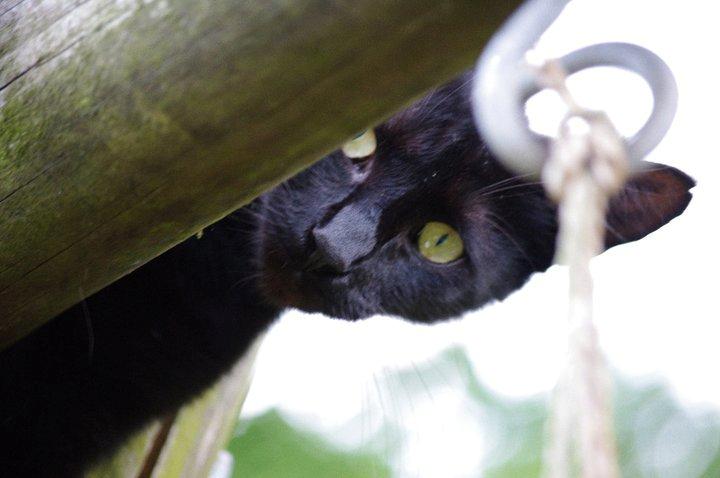 Blanding af racer Ib billede 13