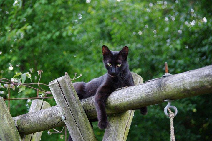 Blanding af racer Ib billede 2