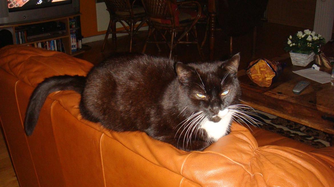 Huskat Lucky *Mit et og alt* R.I.P billede 1