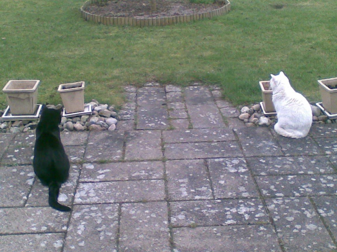 Huskat Lucky *Mit et og alt* R.I.P billede 6