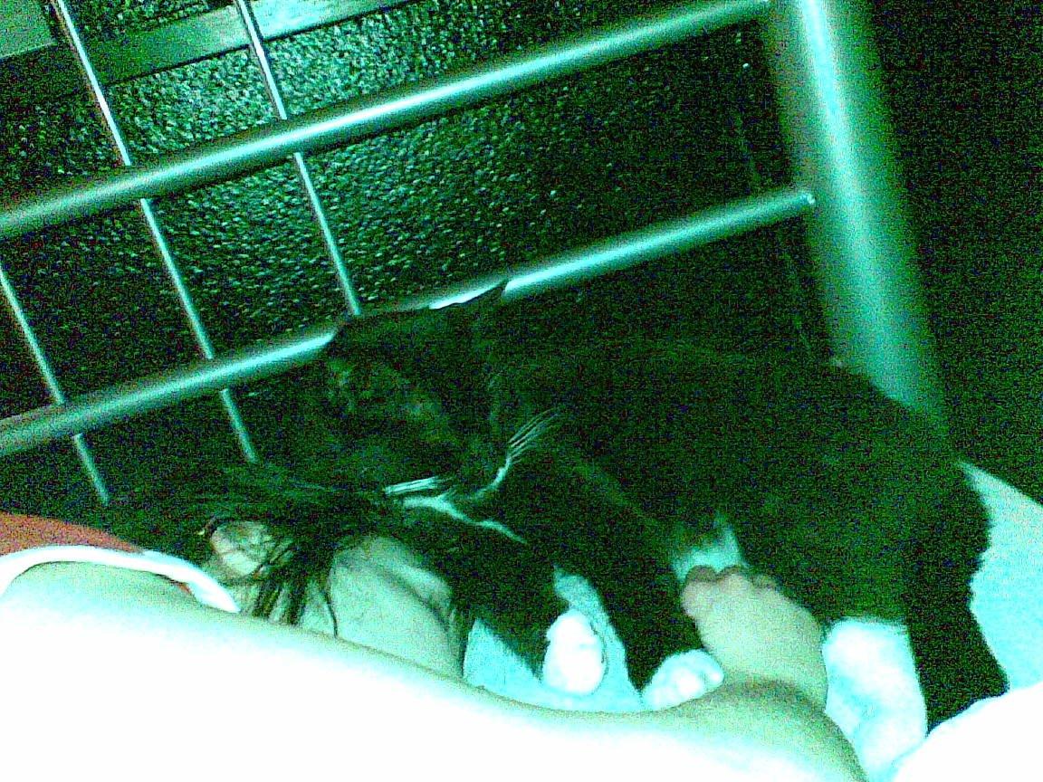 Huskat Lucky *Mit et og alt* R.I.P billede 8