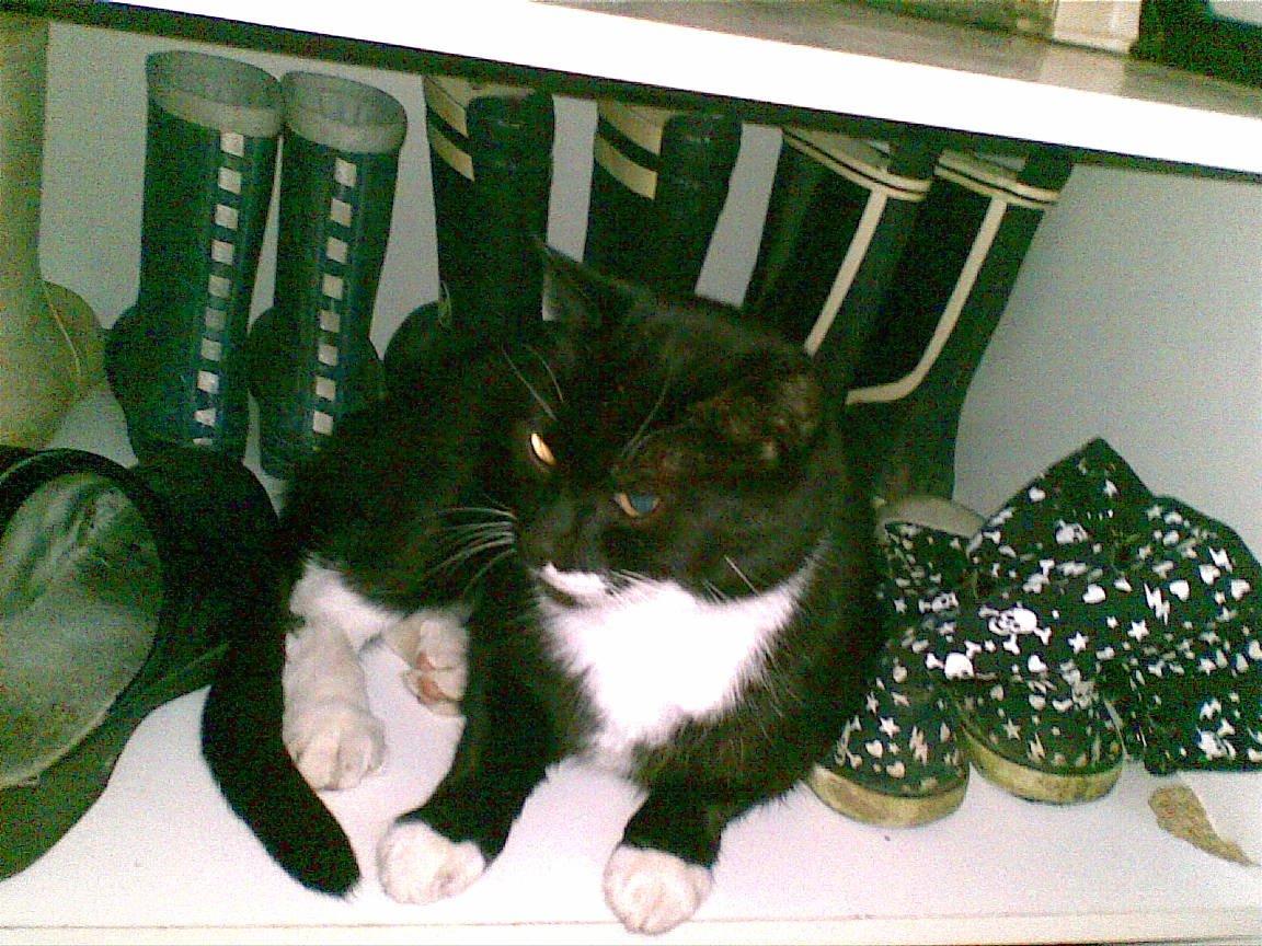 Huskat Lucky *Mit et og alt* R.I.P billede 9