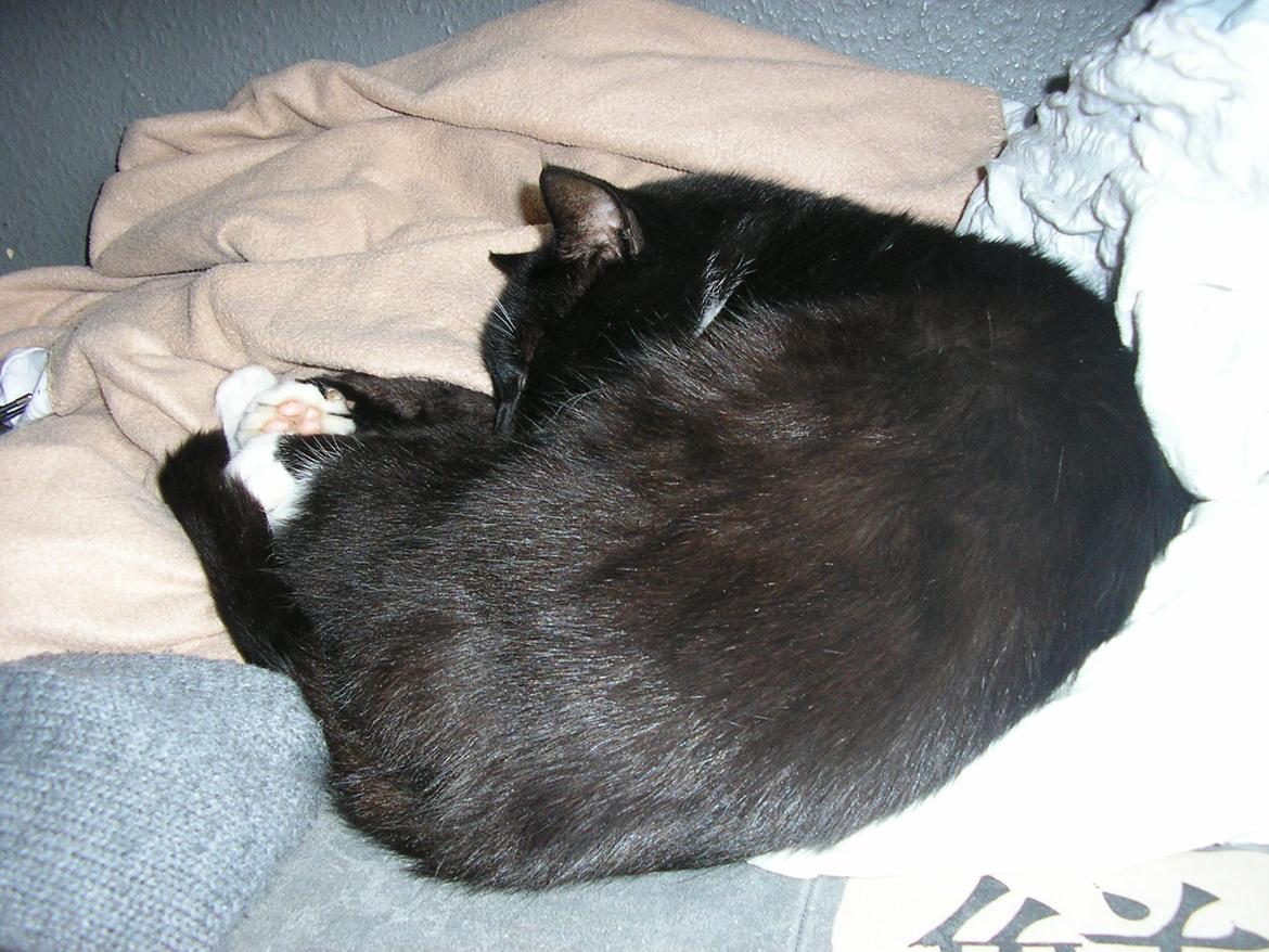 Huskat Lucky *Mit et og alt* R.I.P billede 10