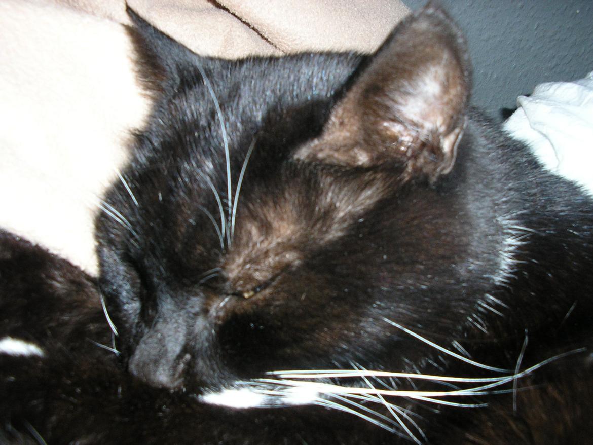 Huskat Lucky *Mit et og alt* R.I.P billede 11