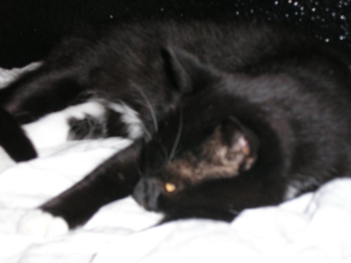 Huskat Lucky *Mit et og alt* R.I.P billede 13