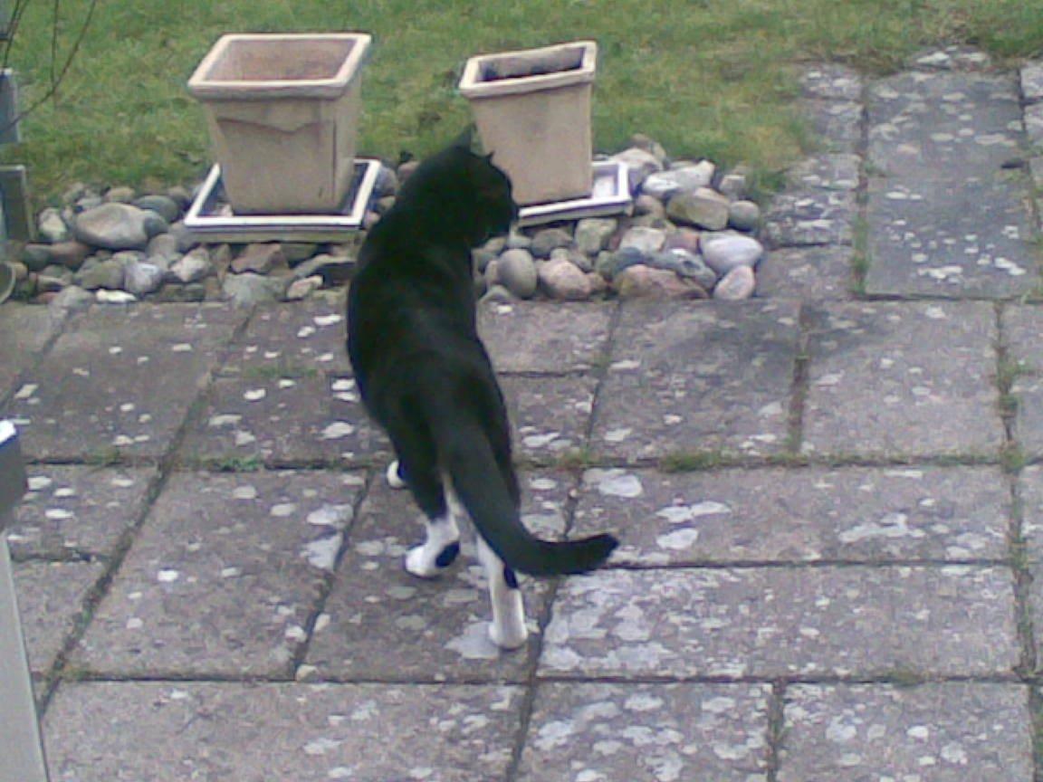 Huskat Lucky *Mit et og alt* R.I.P billede 14