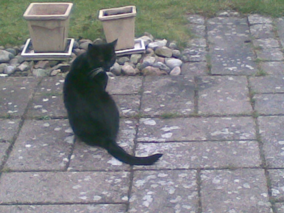 Huskat Lucky *Mit et og alt* R.I.P billede 15