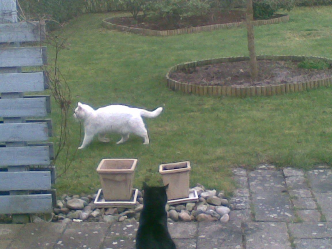 Huskat Lucky *Mit et og alt* R.I.P billede 16