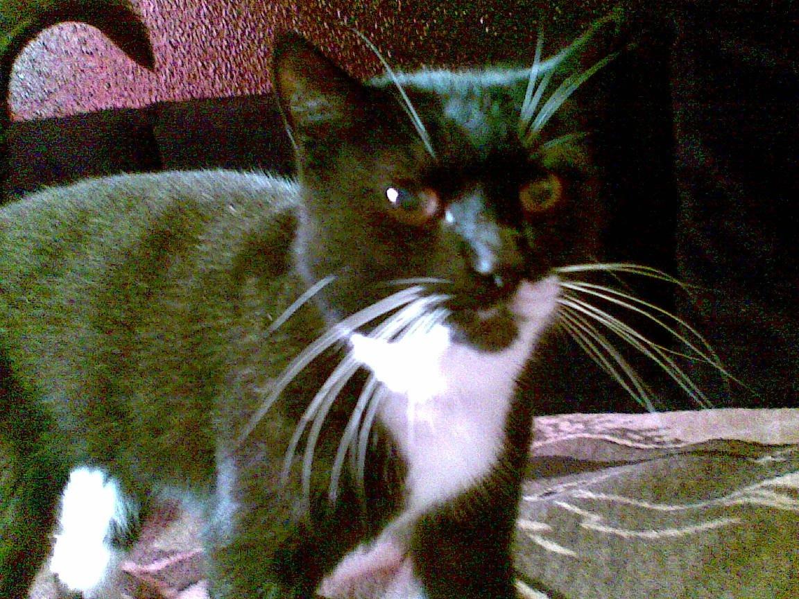 Huskat Lucky *Mit et og alt* R.I.P billede 17