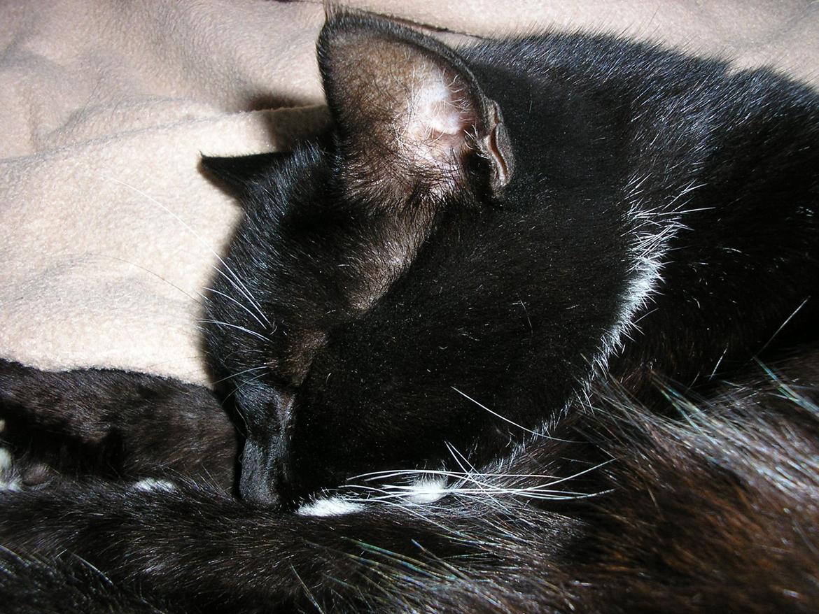 Huskat Lucky *Mit et og alt* R.I.P billede 18