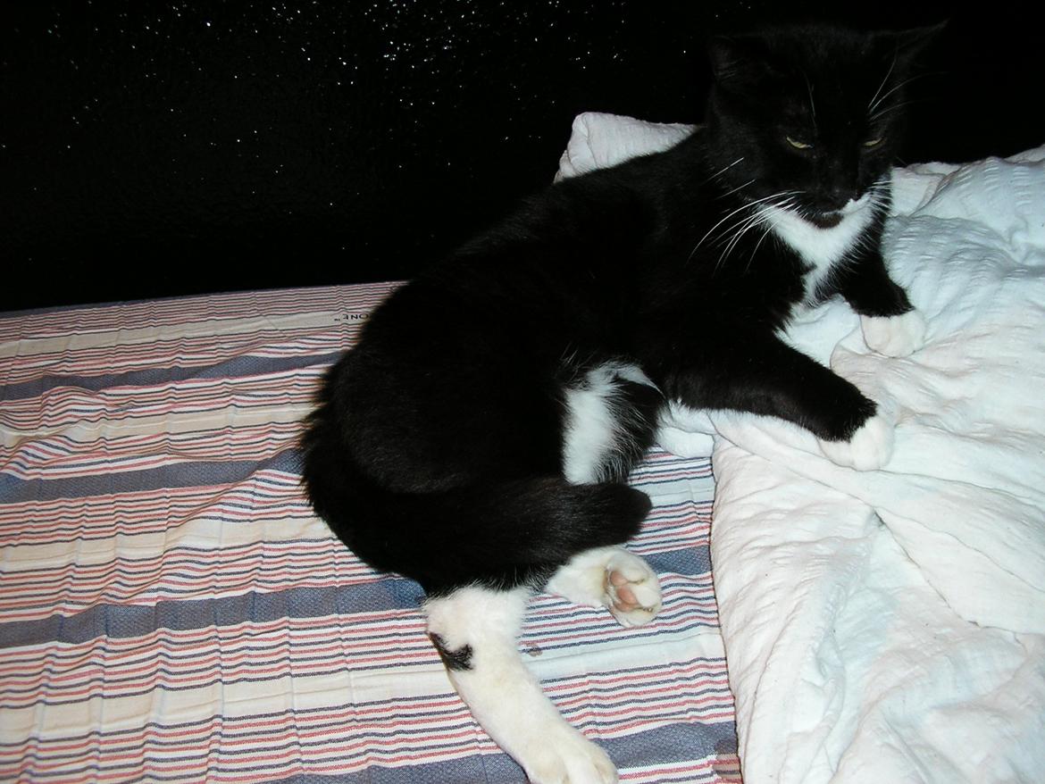 Huskat Lucky *Mit et og alt* R.I.P billede 19