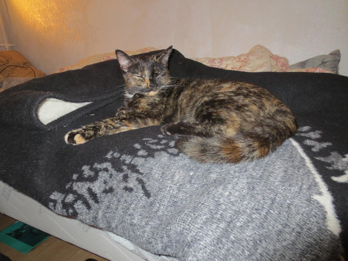 Blanding af racer Lady billede 11