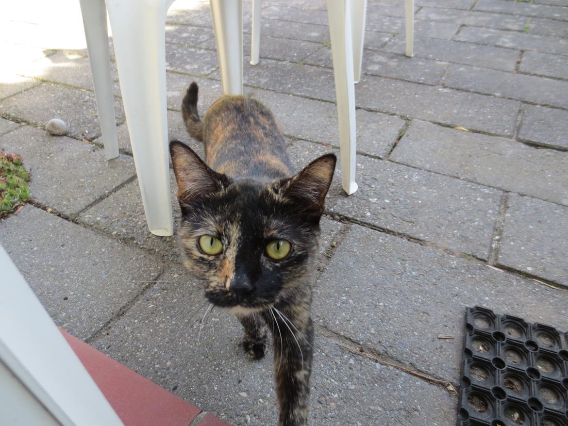 Blanding af racer Lady billede 13