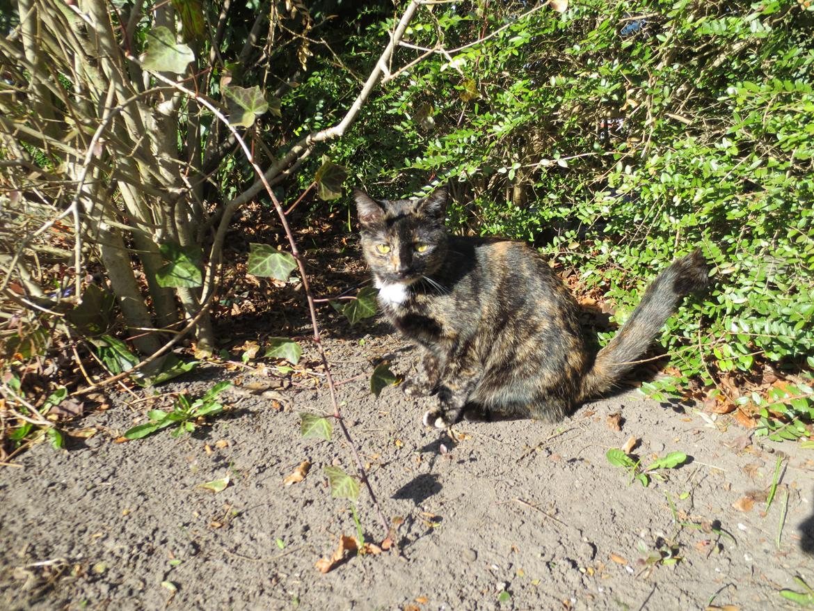 Blanding af racer Lady billede 14