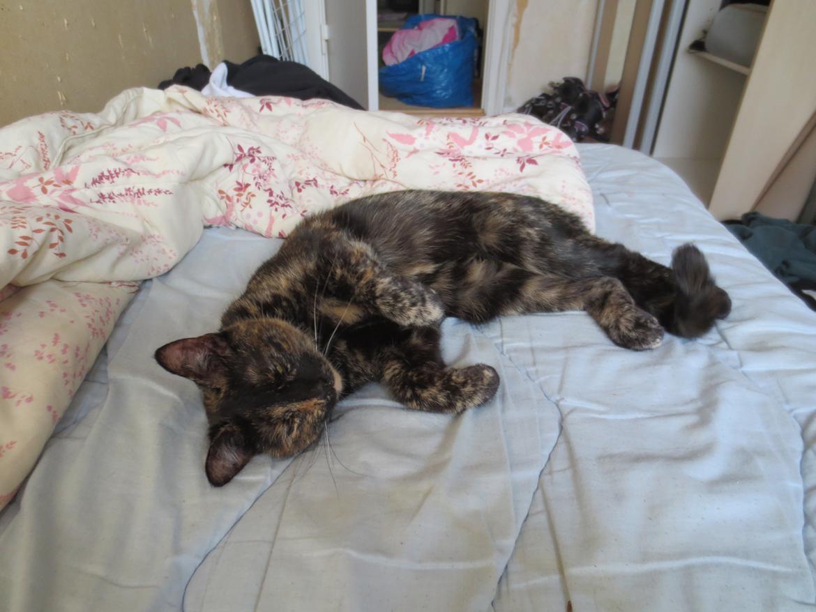 Blanding af racer Lady - Lady om morgen billede 15