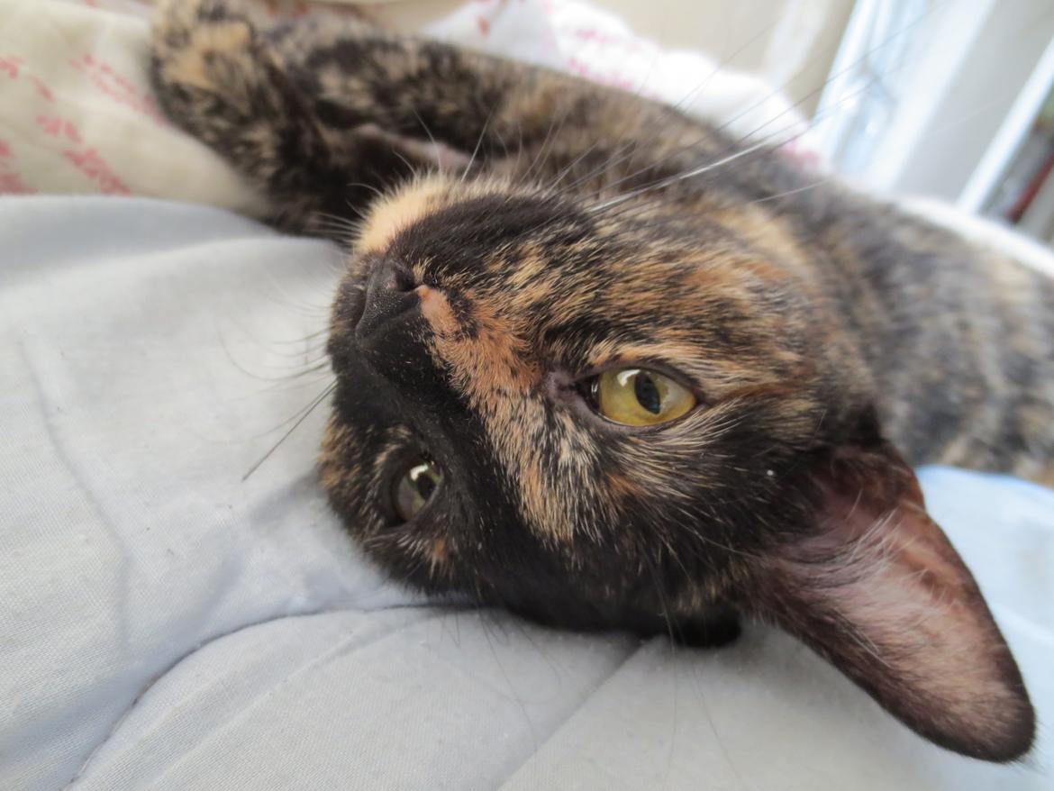 Blanding af racer Lady billede 16