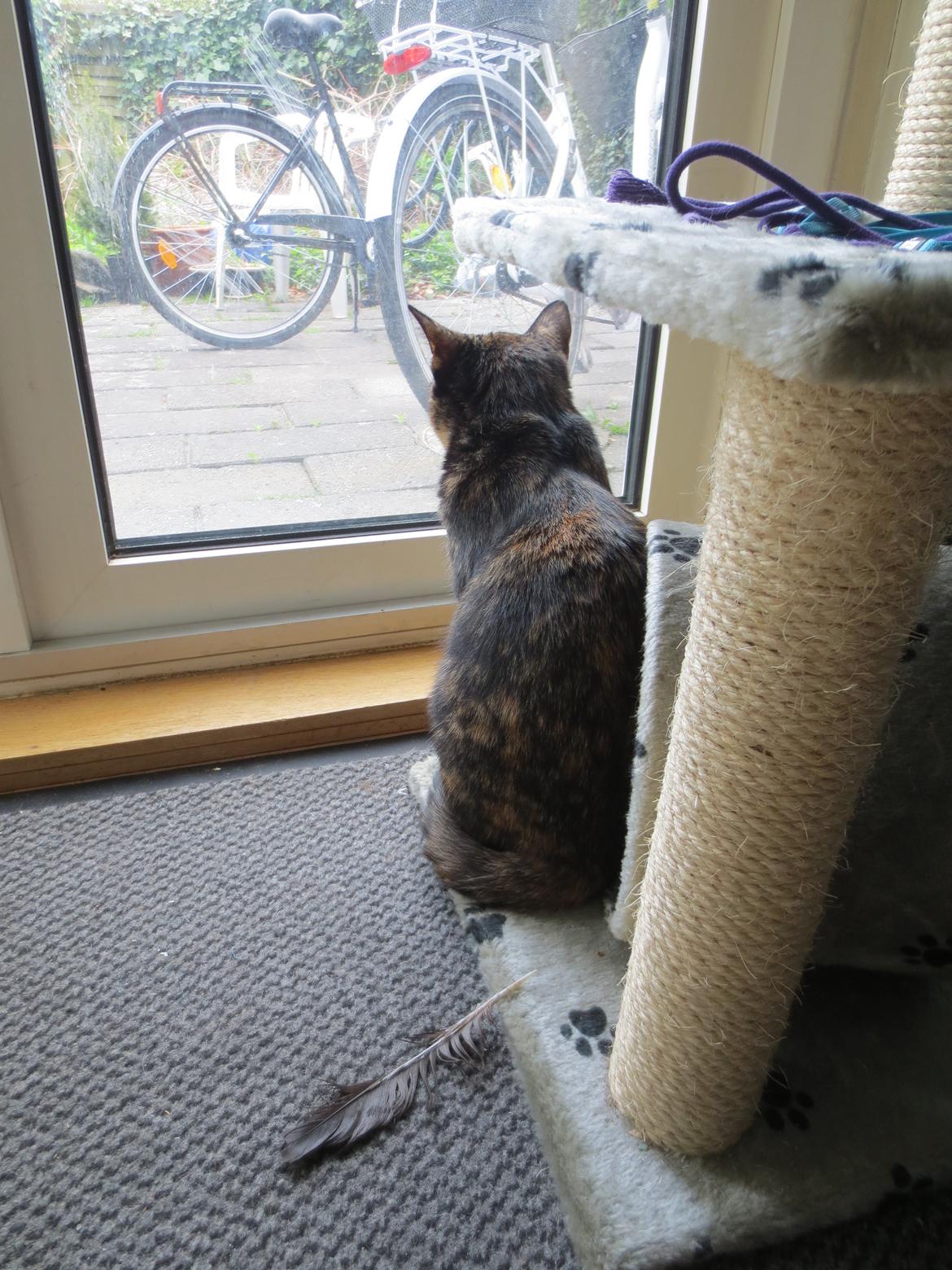 Blanding af racer Lady - Den stolte jæger kom hjem med en fjer billede 17