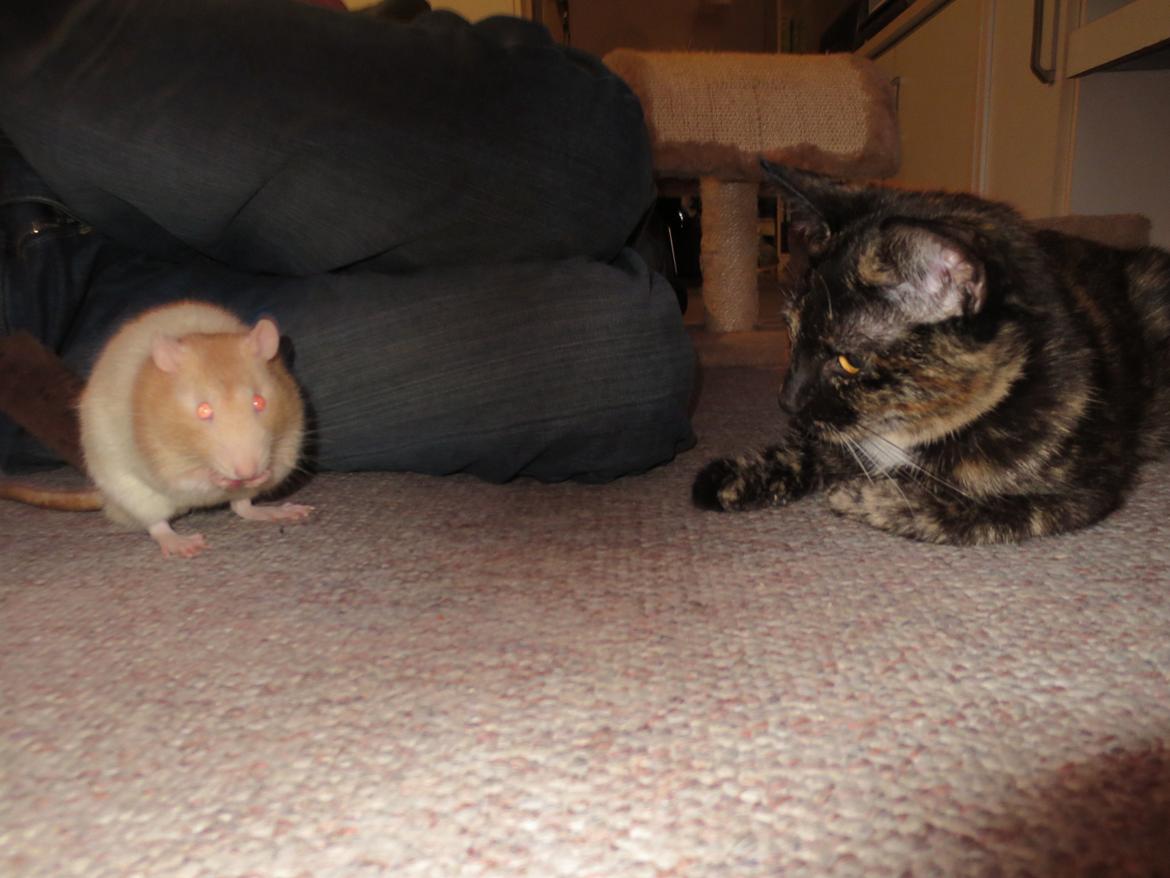 Blanding af racer Lady - Lady og Braveheart billede 18