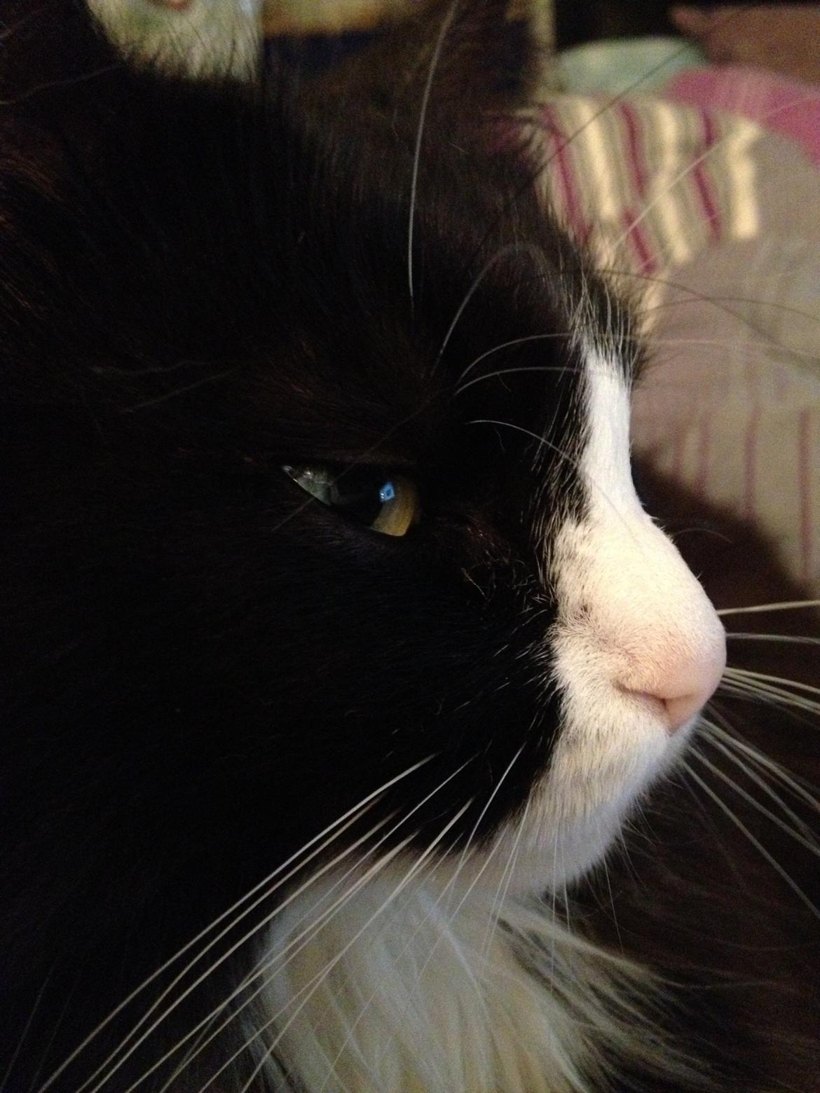 Blanding af racer Basse <3 billede 1