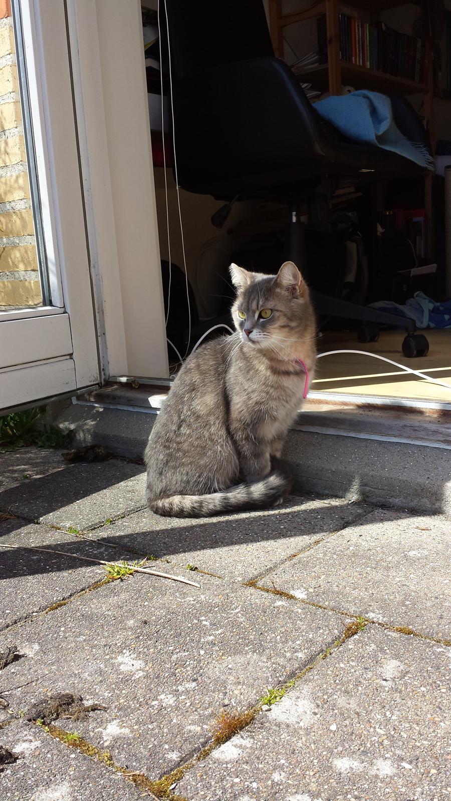 Blanding af racer Maika billede 1