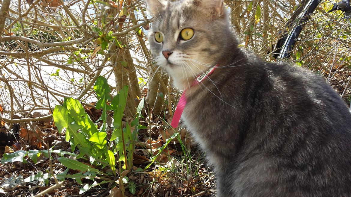 Blanding af racer Maika billede 2