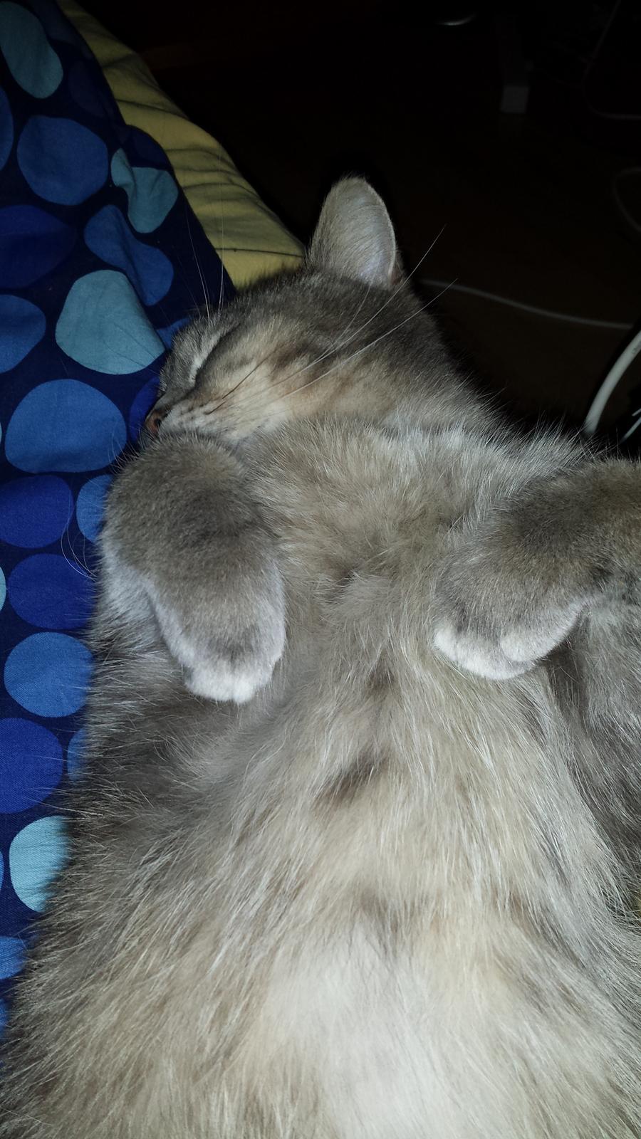 Blanding af racer Maika billede 3